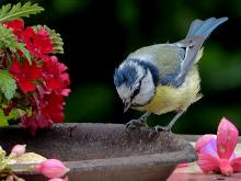 Waarom vogels voeren in de winter een goed idee is!