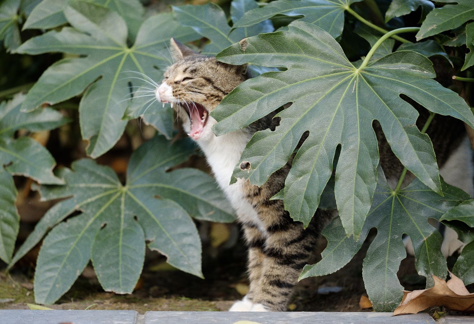katten en kamerplanten Tuincentrum